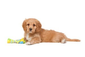 Cavapoo