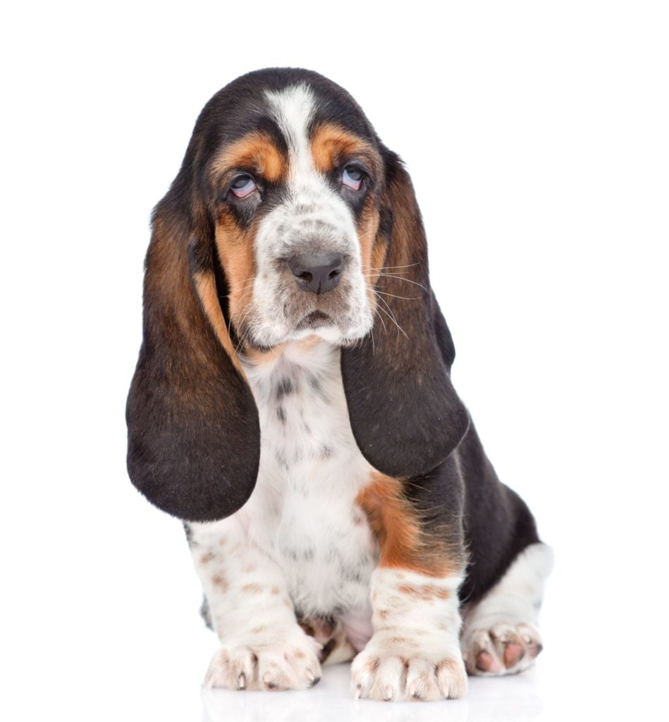 are basset hounds lap dogs