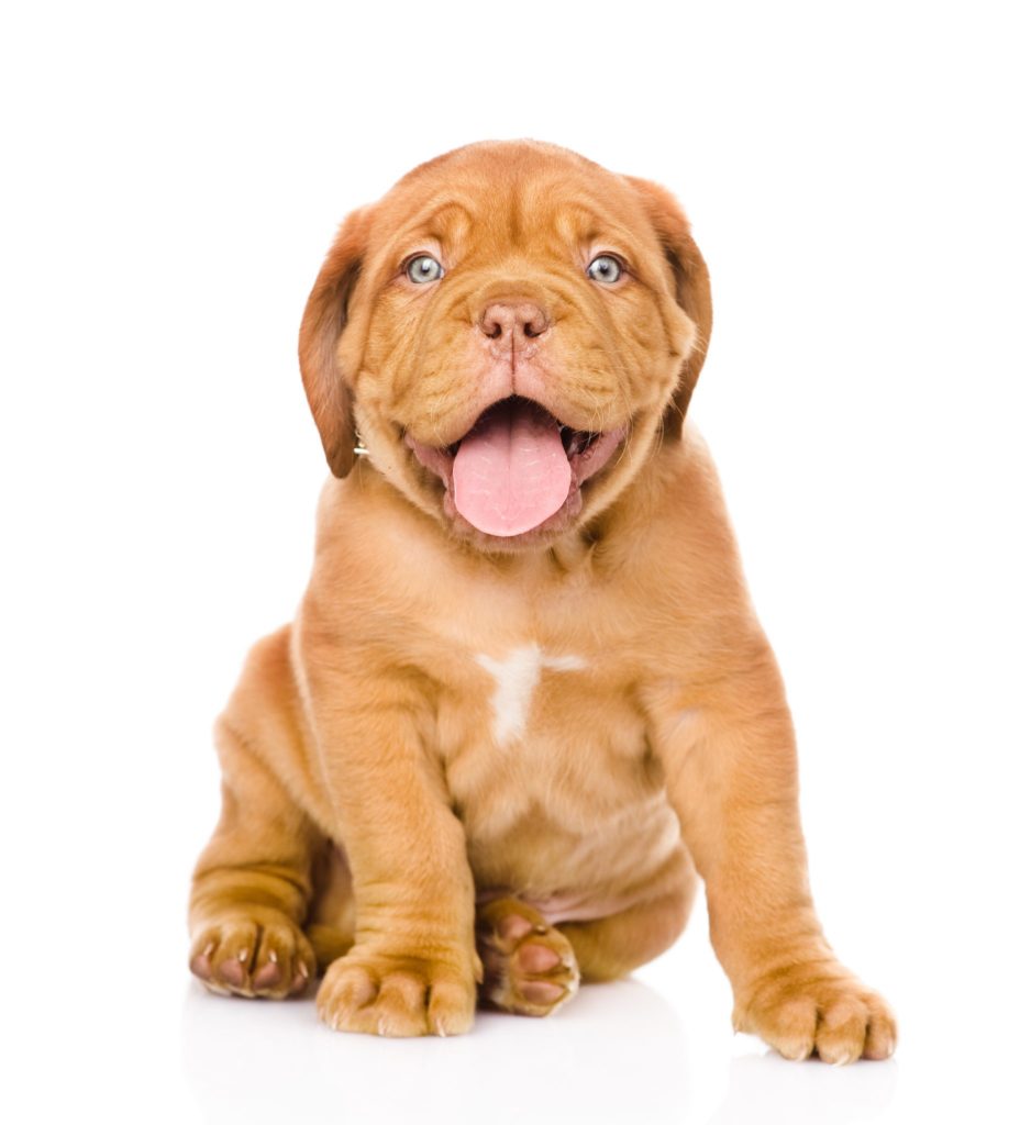 Opgetild negeren Dankzegging Bordeaux dog pup - Felicanis Hondenkennel