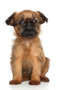 Brüsseler Griffon