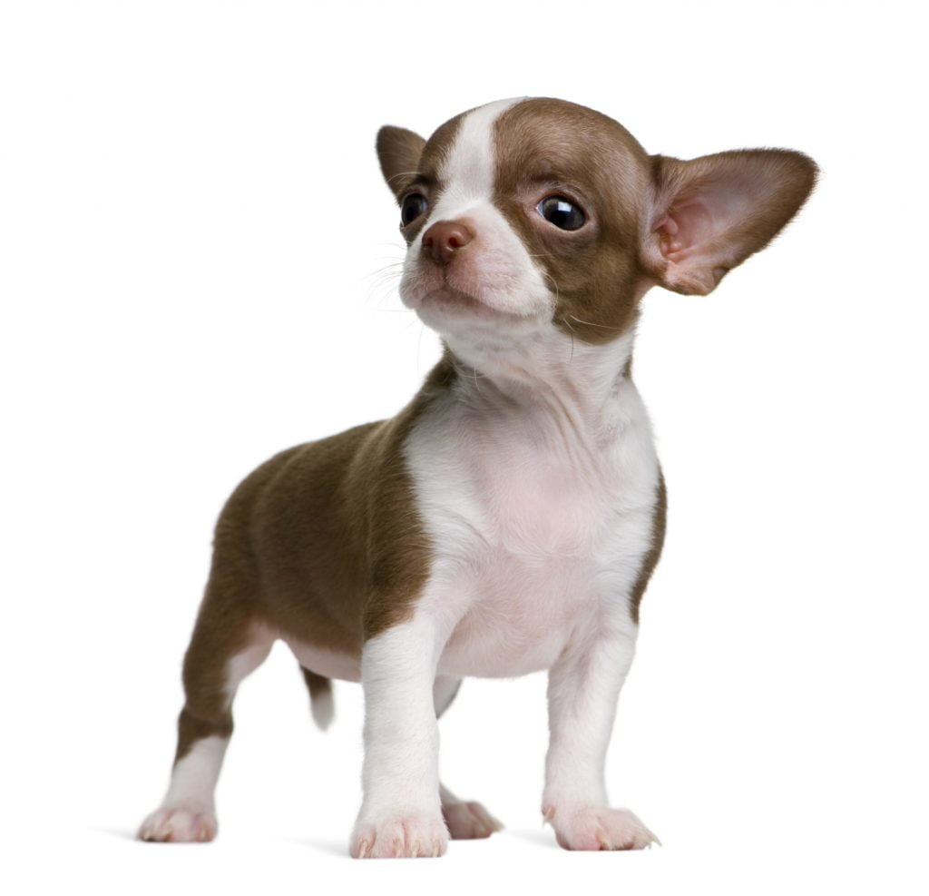 Chihuahua pup Felicanis