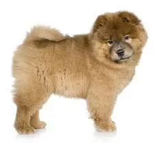 Chow Chow chiots