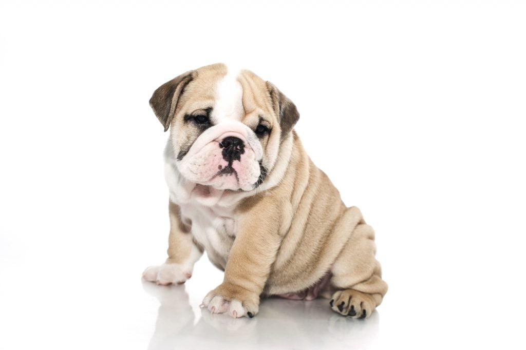 vaak Overwinnen Versnipperd Engelse bulldog pup - Felicanis Hondenkennel