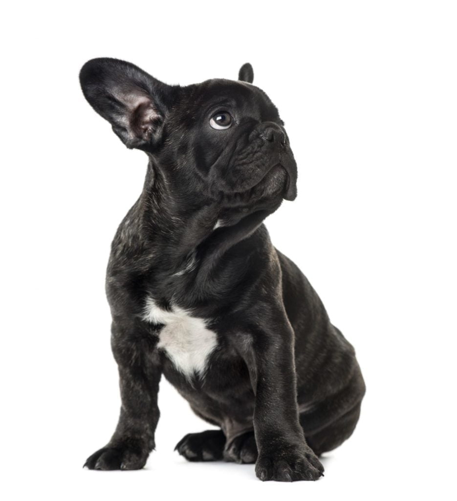 Doe alles met mijn kracht Het kantoor Lotsbestemming Franse bulldog pup - Felicanis Hondenkennel