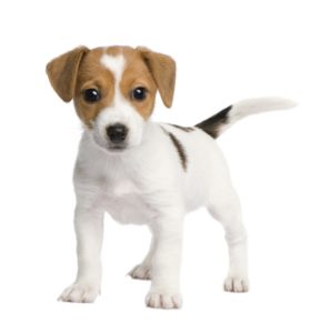 Jack Russell chiots