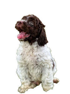 Lagotto Romagnolo welpen