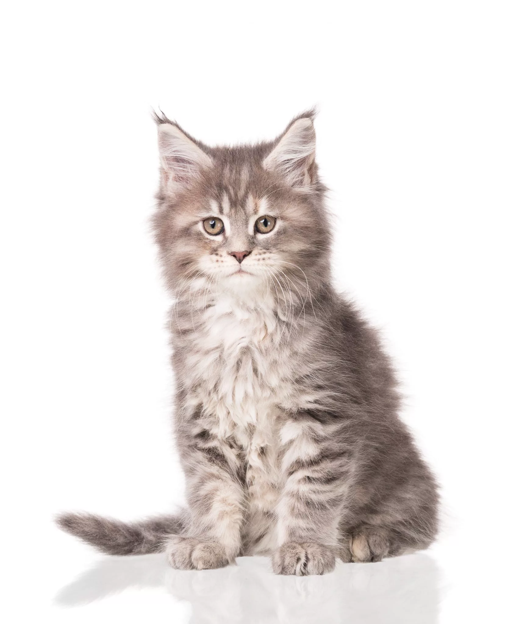 Maine Coon chatons