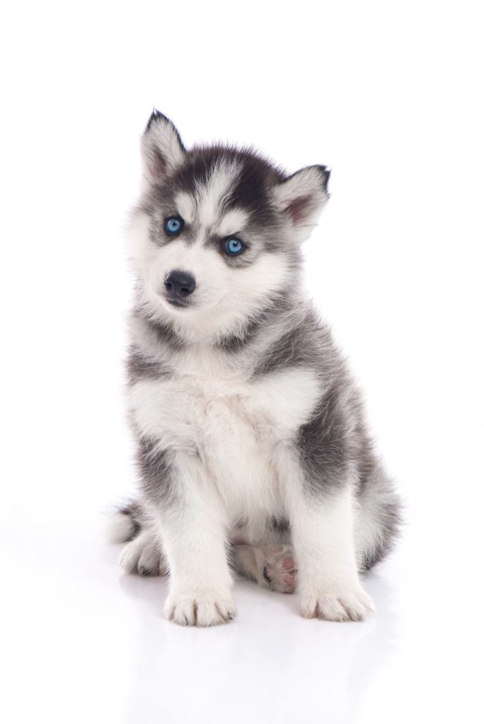 mengen onderschrift Vertrek Siberische husky pup - Felicanis Hondenkennel