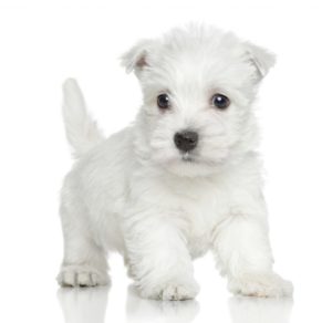 Terrier blanc chiots